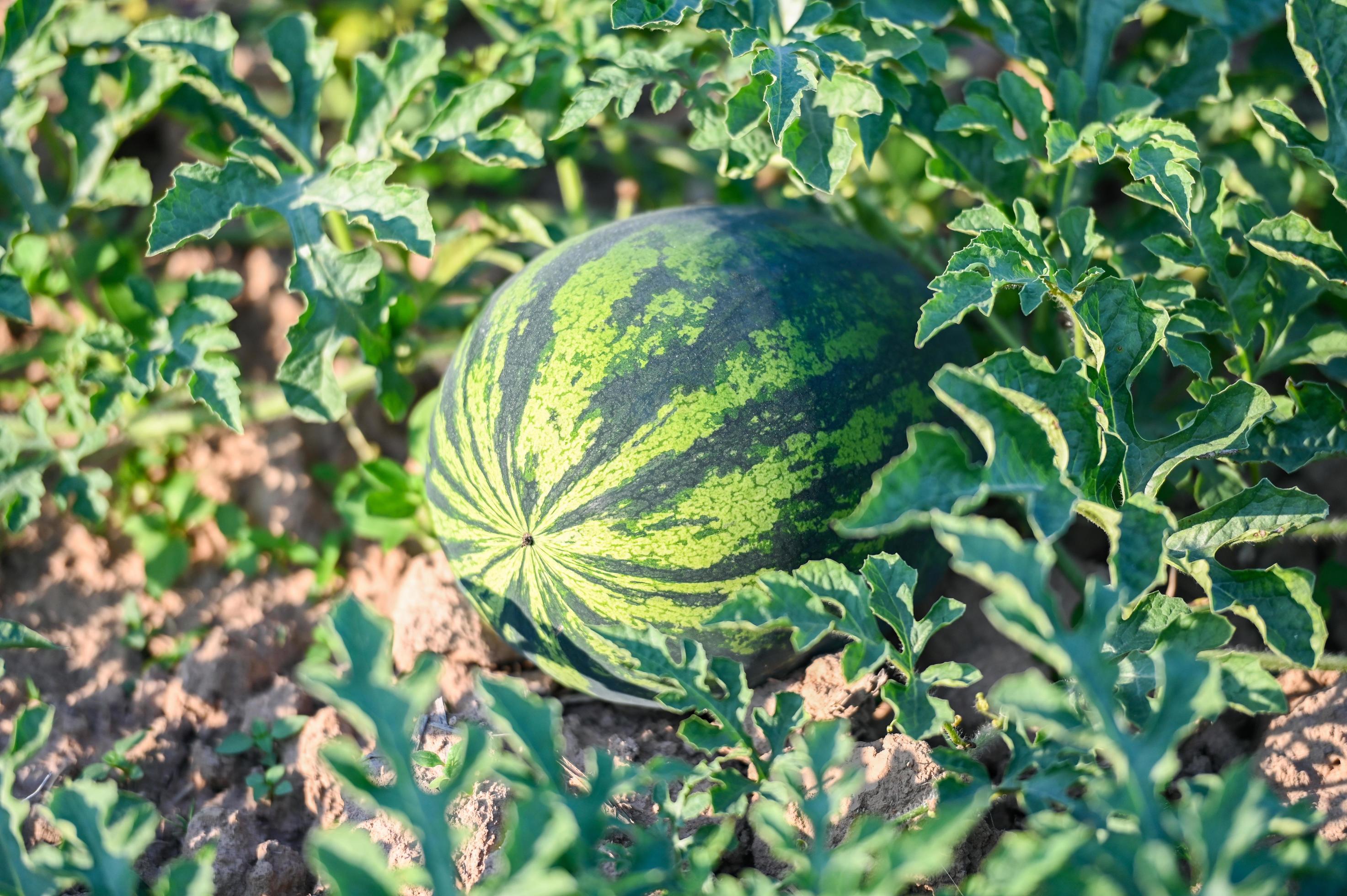 Watermelone from Turkey